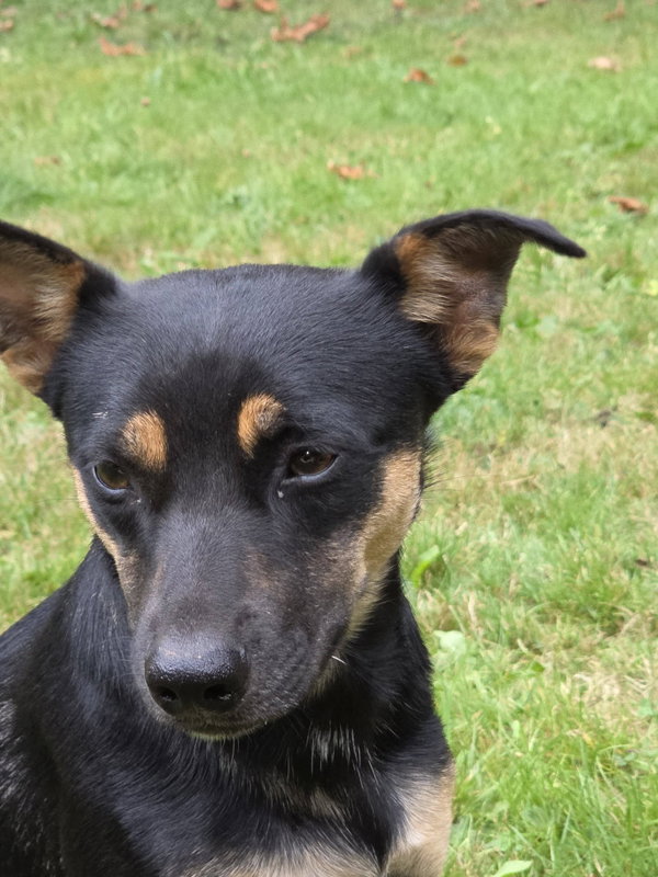 Cody a Daschshund-Corgi mix male