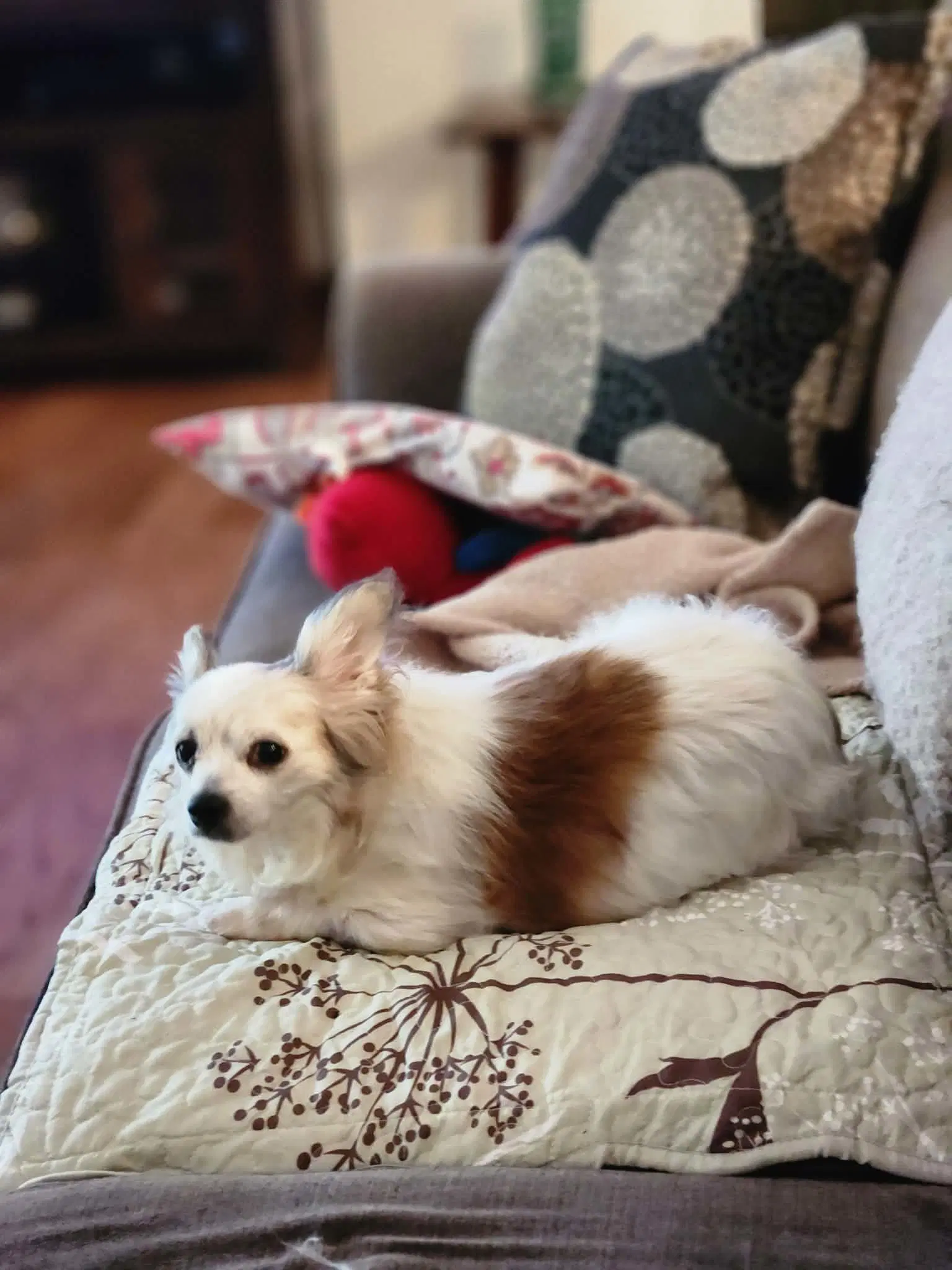 Sir Patrick A Papillon Mix Male - Papillon