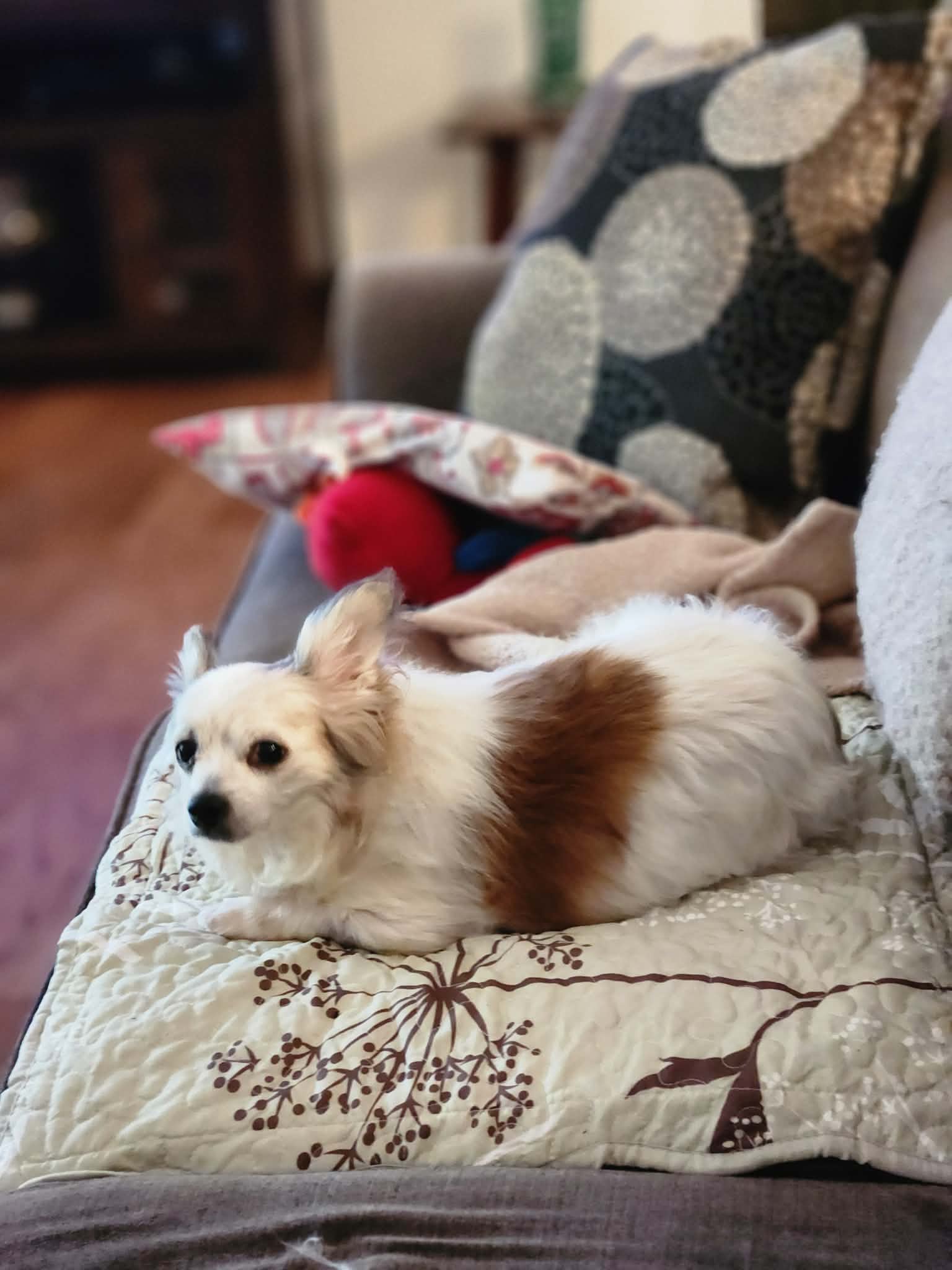Sir Patrick A Papillon Mix Male