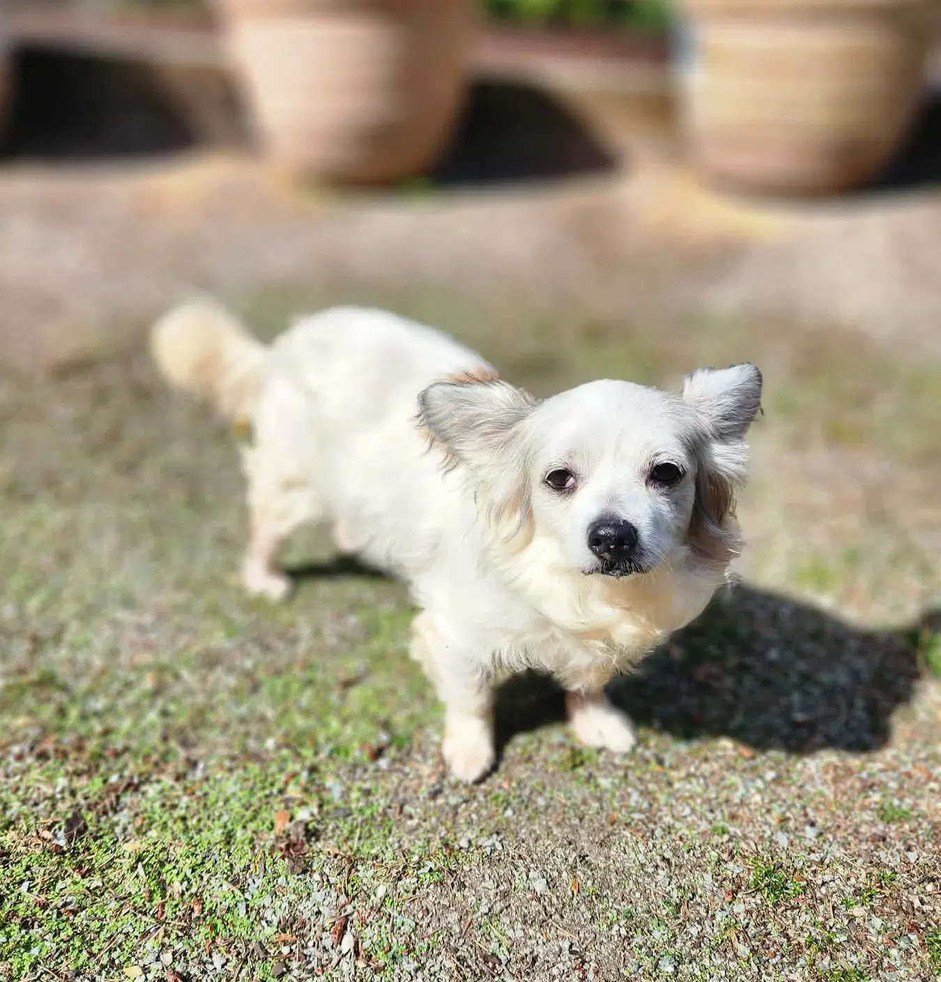 Sir Patrick A Papillon Mix Male image 2