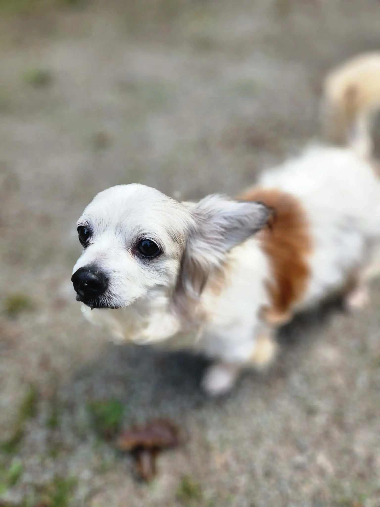 Sir Patrick A Papillon Mix Male image 3