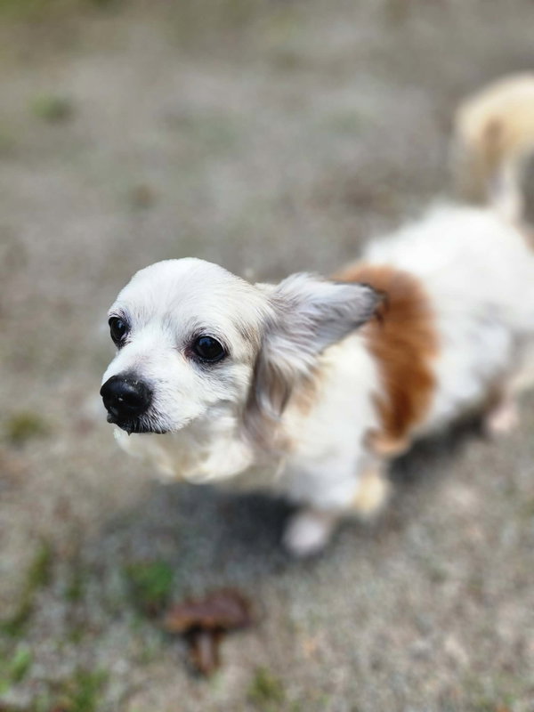 Patrick, A Papillon mix male
