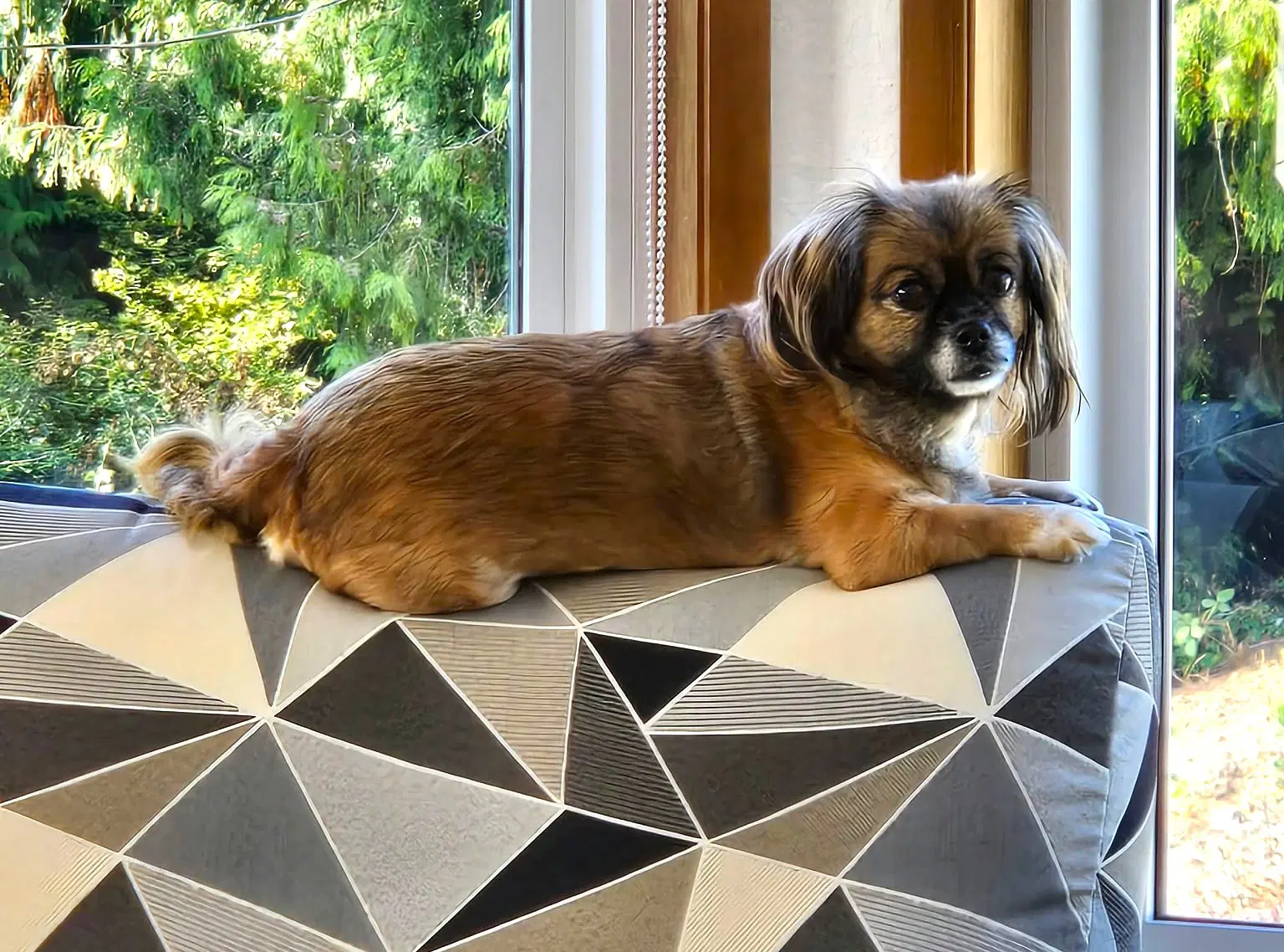 Schell A Pekingese Female image 3