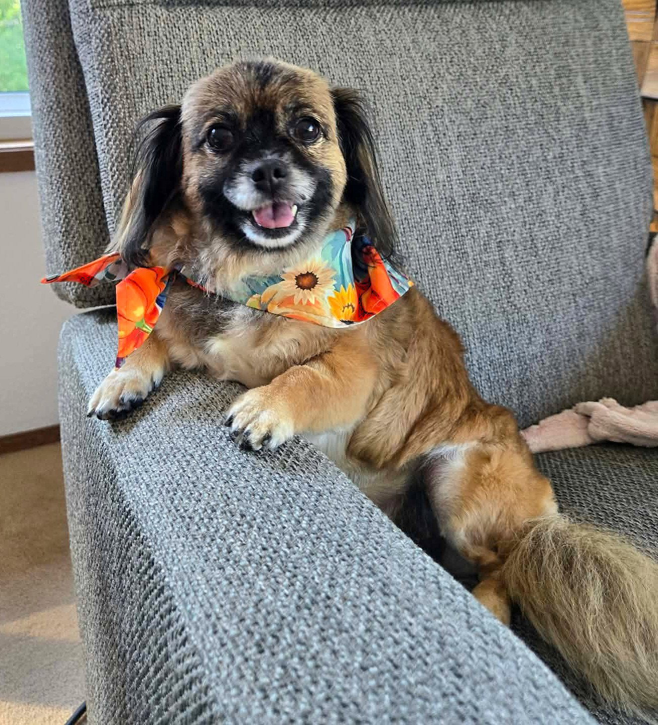 Schell, A Pekingese female, Pekingese