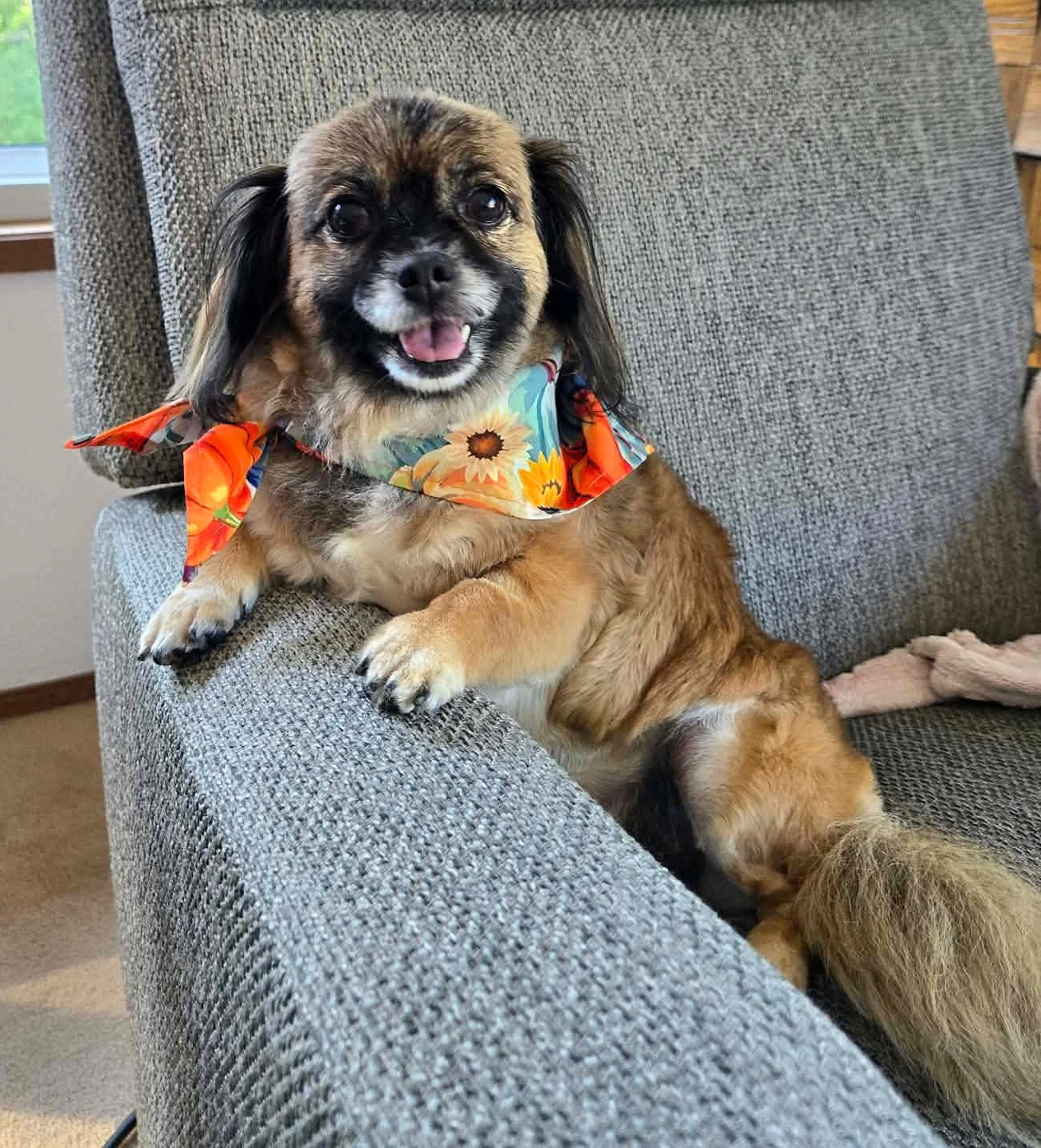 Schell A Pekingese Female