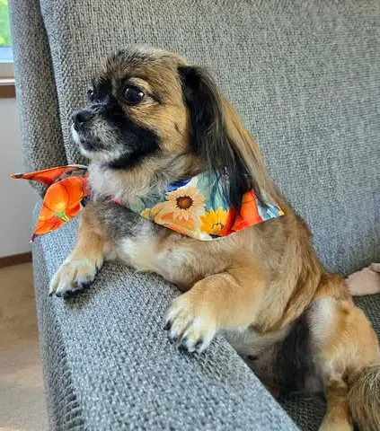 Schell A Pekingese Female image 4