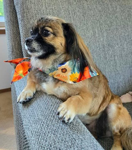Photo 4 of Schell, A Pekingese female