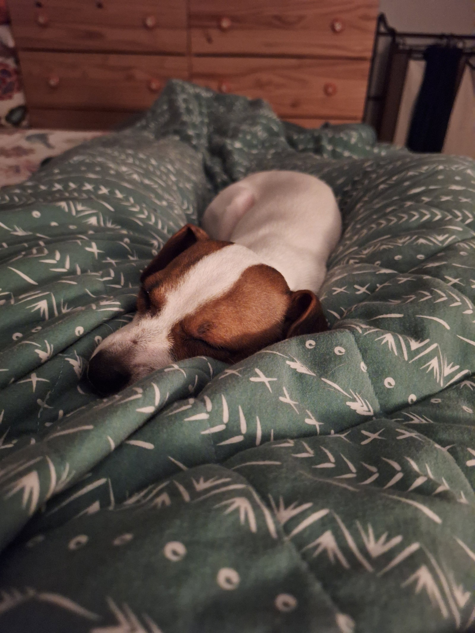 Cleo, a small 1 year old female, Italian Greyhound
