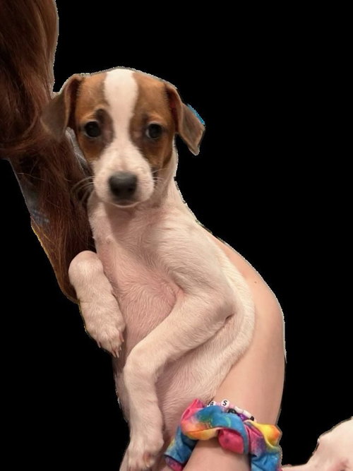 Photo 4 of Cleo, a small 1 year old female
