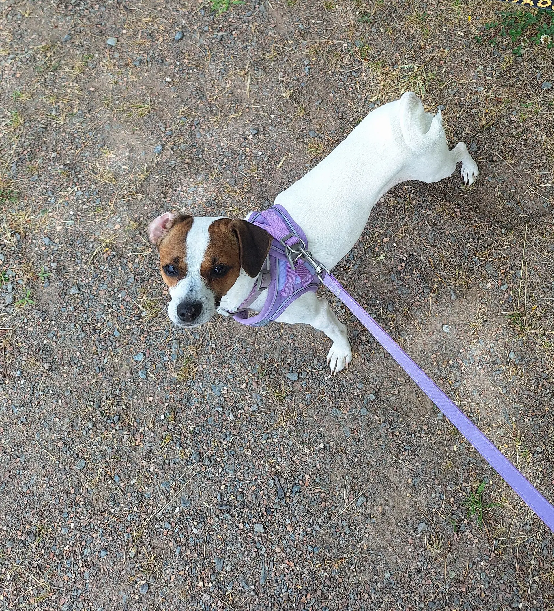 Cleo A Small  Year Old Female image 3