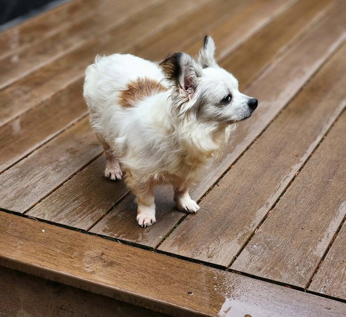 Photo 2 of Patrick A senior Papillon mix male