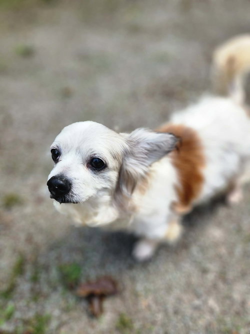 Photo 3 of Patrick A senior Papillon mix male