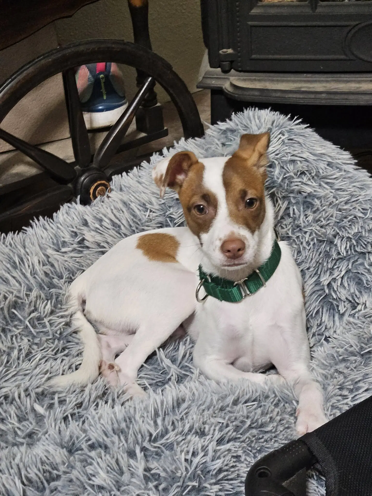 Shylo A Jack Russell-Italain Greyhound Mix Jiggy - Italian Greyhound