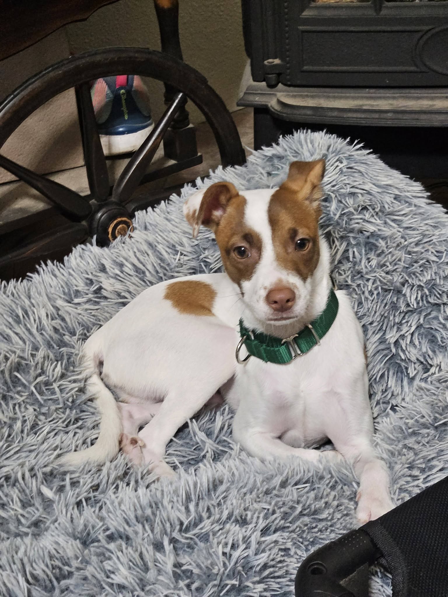 Shylo A Jack Russell-Italain Greyhound Mix Jiggy