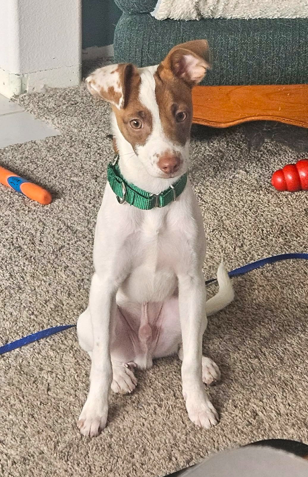 Shylo a Jack Russell-Italian Greyhound mix (Jiggy), photo 2