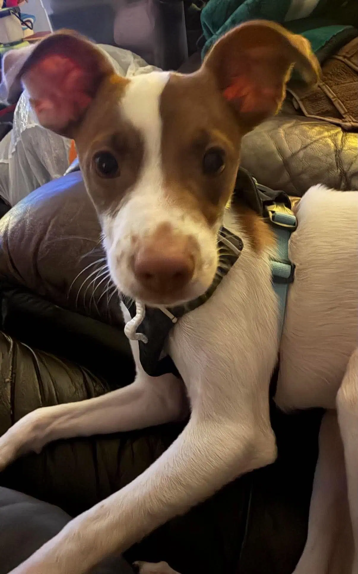 Shylo A Jack Russell-Italain Greyhound Mix Jiggy image 3