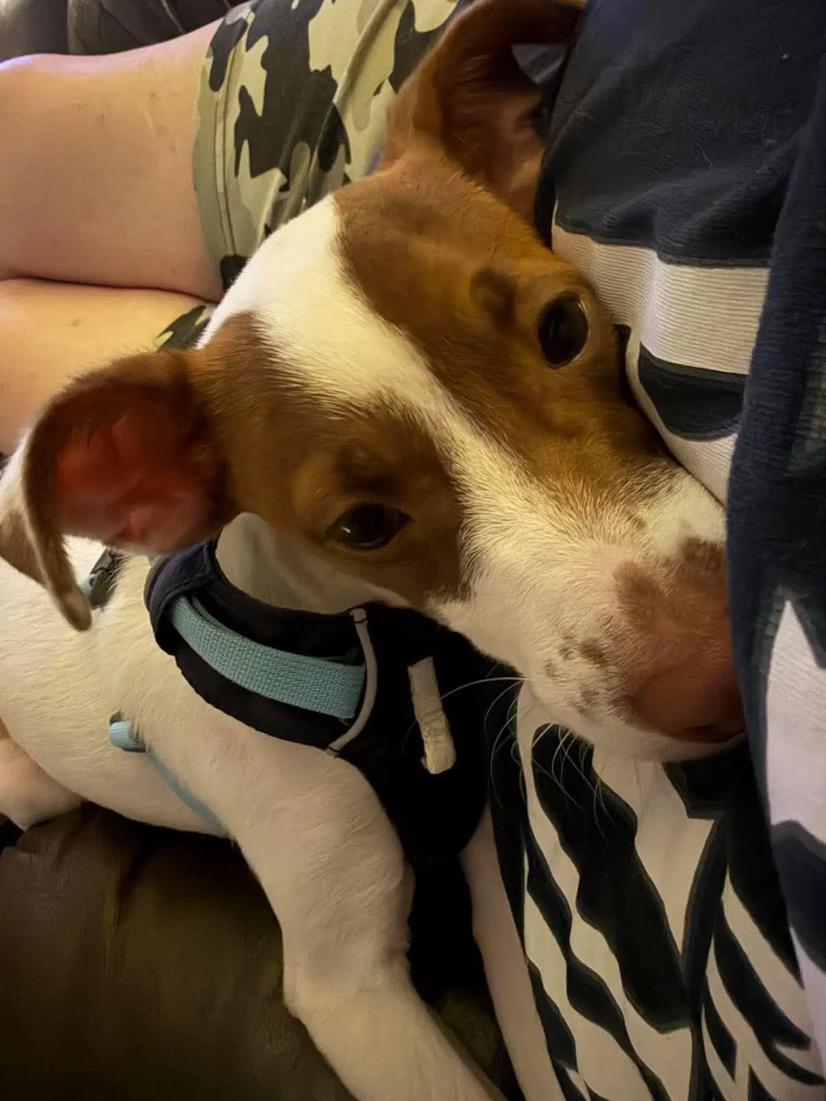 Shylo A Jack Russell-Italain Greyhound Mix Jiggy image 4