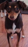 TRIXIE