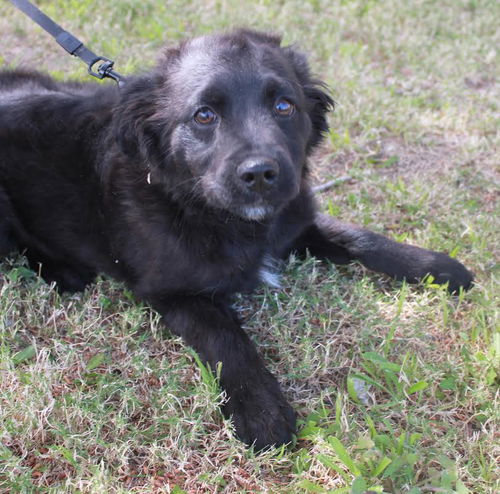 GUS, an eskimo mix puppy