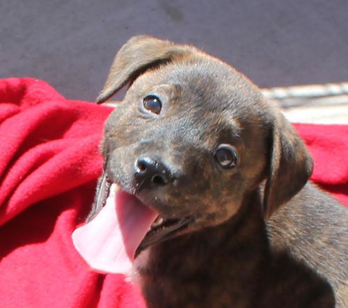 Livia, A brindle Puppy