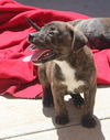 Livia, A brindle Puppy