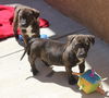 Livia, A brindle Puppy