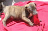 Livia, A brindle Puppy