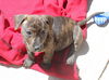 Livia, A brindle Puppy