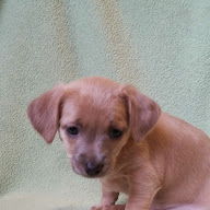 Lilac- a Terrier-Dachshund puppy