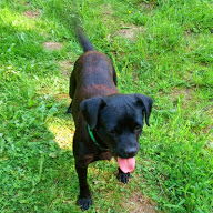 Lily- a boxer-Lab pup