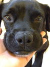 Lily- a boxer-Lab pup