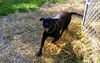 Lily- a boxer-Lab pup