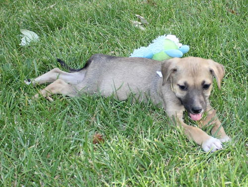 Ellie a GSD mix puppy