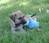 Ellie a GSD mix puppy