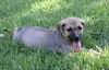 Ellie a GSD mix puppy