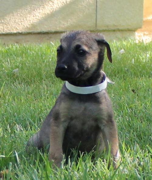 Shep- Denali, a mixed puppy