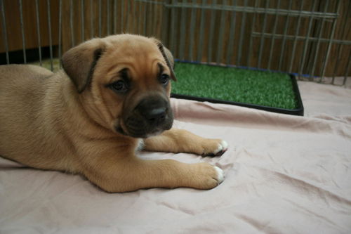 Nut, a female boxer mix puppy