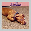 Lillian