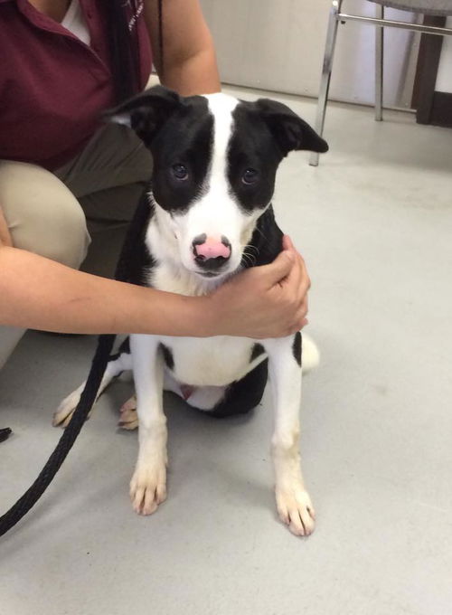 Beaux, a retriever mix puppy