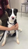 Beaux, a retriever mix puppy