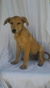 Cassie A lab-Shepard Puppy