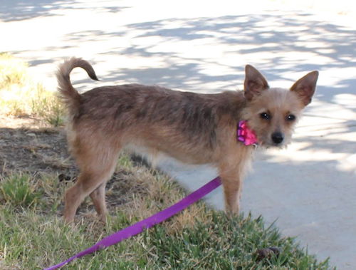 Dixie a Yorkshire Terrier mix