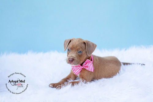 Nutmeg, A Boxer-amstaffie puppy