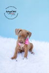 Nutmeg, A Boxer-amstaffie puppy