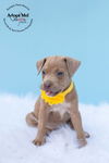 Clove, A mixed breed puppy