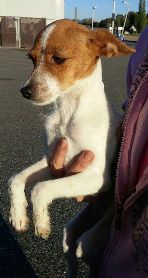 Mika, A JRT puppy-Rat Terrier puppy