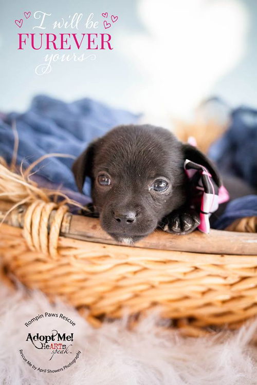 Marshall, a chiweenie puppy