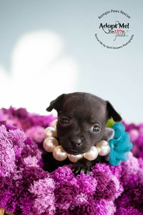 Zuma, a chiweenie puppy