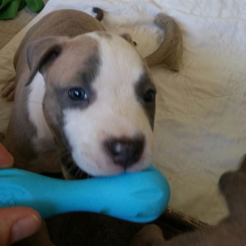 Mina, a Weimaraner-English Bully Puppy