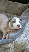 Mina, a Weimaraner-English Bully Puppy